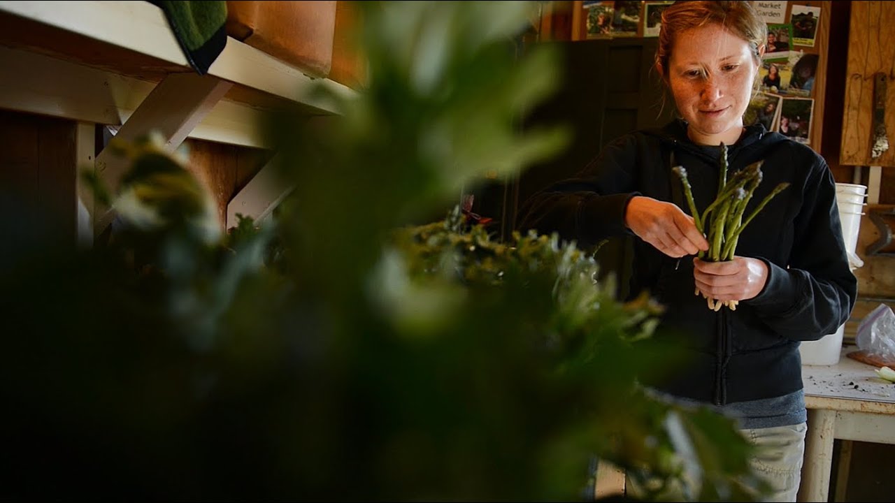 UC Davis: Turning Kale into Clean Energy