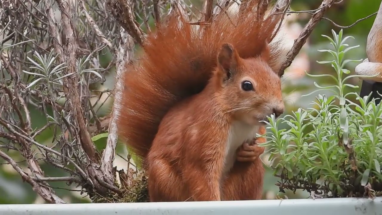 Tagträume🐿️Entspanne mit Elfi
