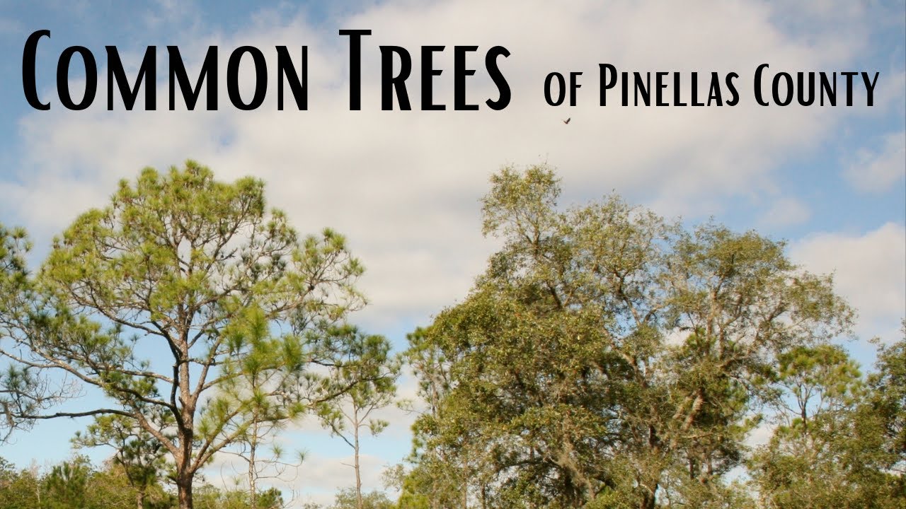 Common Trees of Pinellas County