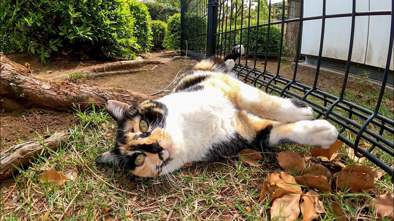 Calico Cat, который катится и радуется, когда погладить это мило
