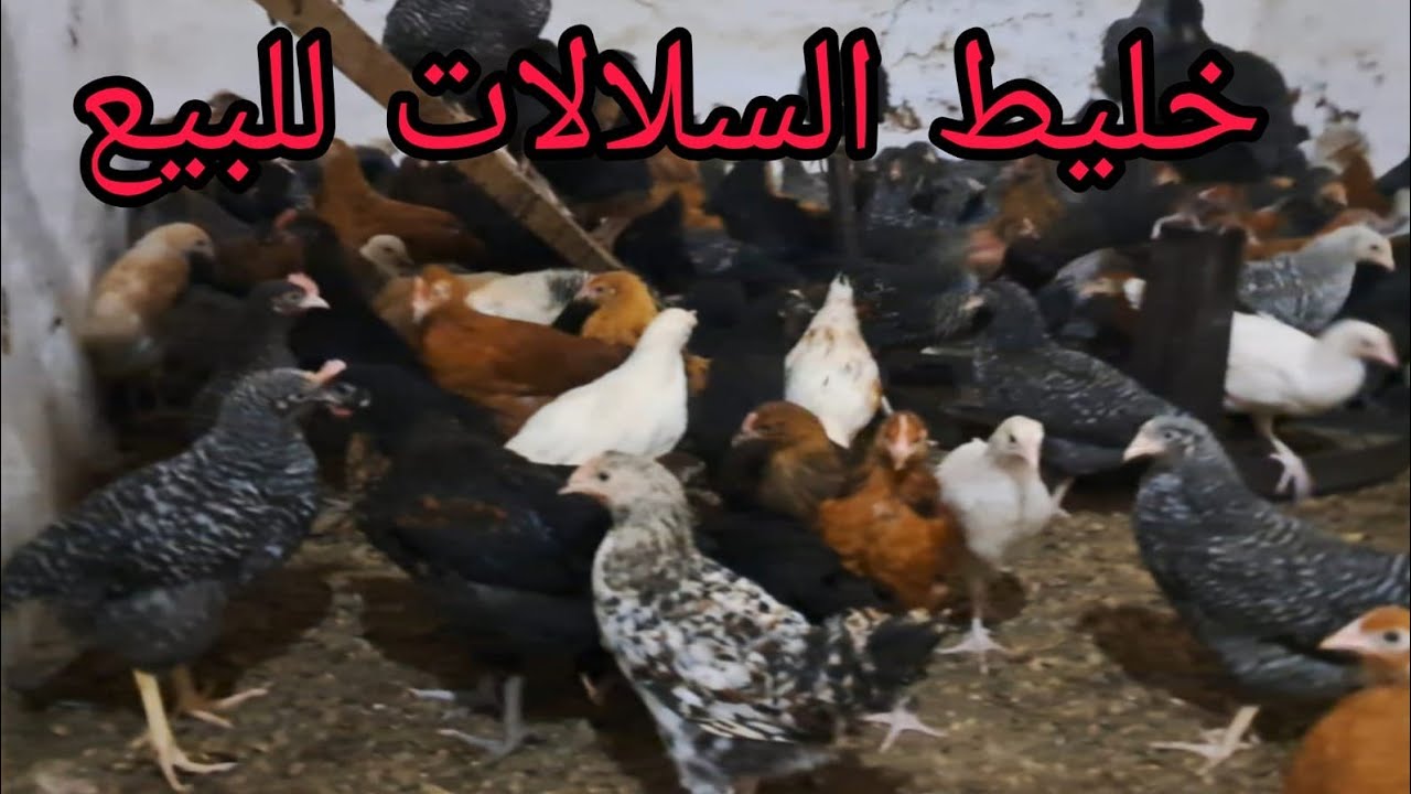 سلام وعليكم الاخوان متوفير فلوس خليط سولالت للبيع بإذن الله الهاتف0700750056 المدينة سيدي سلمان لغرب