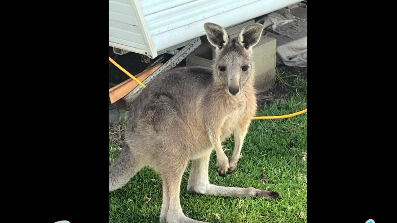Anglesea 2026!/vlog