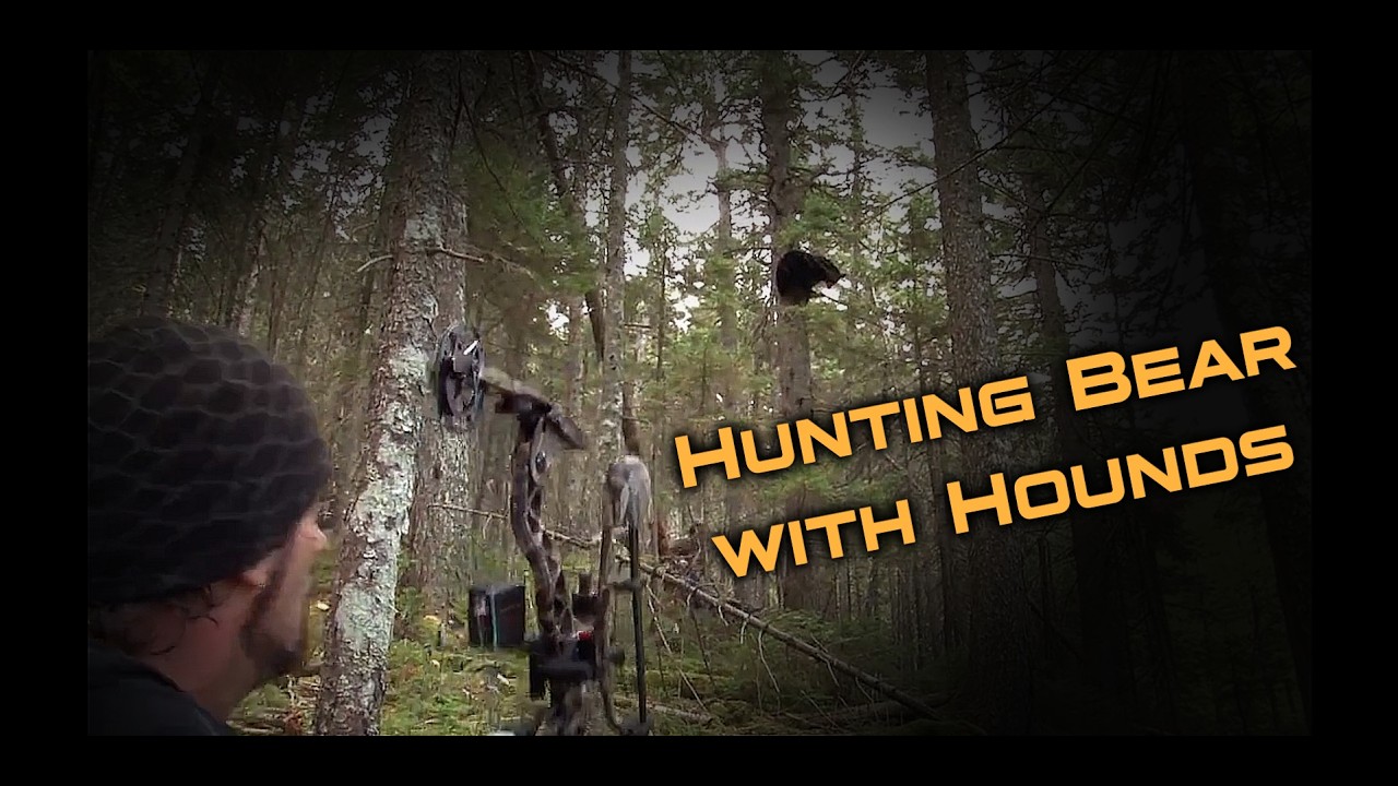 Hunting Black Bear with Hounds