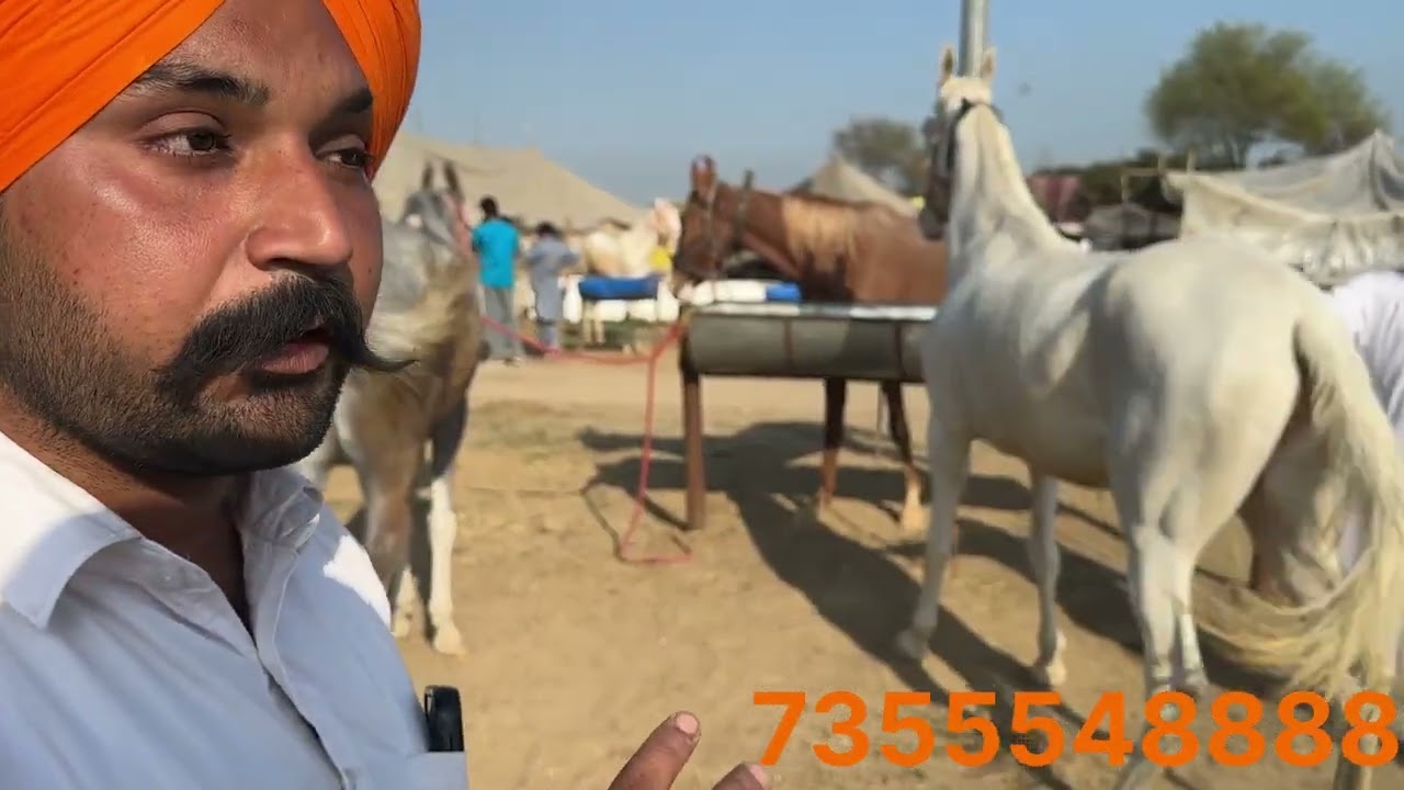 ਰੇਲ ਦੇ ਡੰਬਾ ਜੀਡਿਆ ਘੋੜੀ ਨੇ ਬਾਈ ਕੋਲ ਰੇਟ ਵੀ ਵੀਡੀਓ ਦੇ ਵਿੱਚ ਦੱਸਿਆ ਜਗਰਾਓ ਮੰਡੀ ਸਵਾਦ ਆਜੂ ਵਾਈਡ ਦੇਖ ਕੇ 