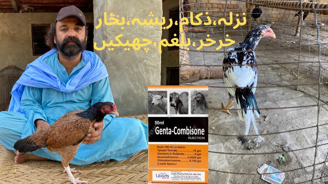 Genta Combisone injection Uses For many Diseases in Chickens