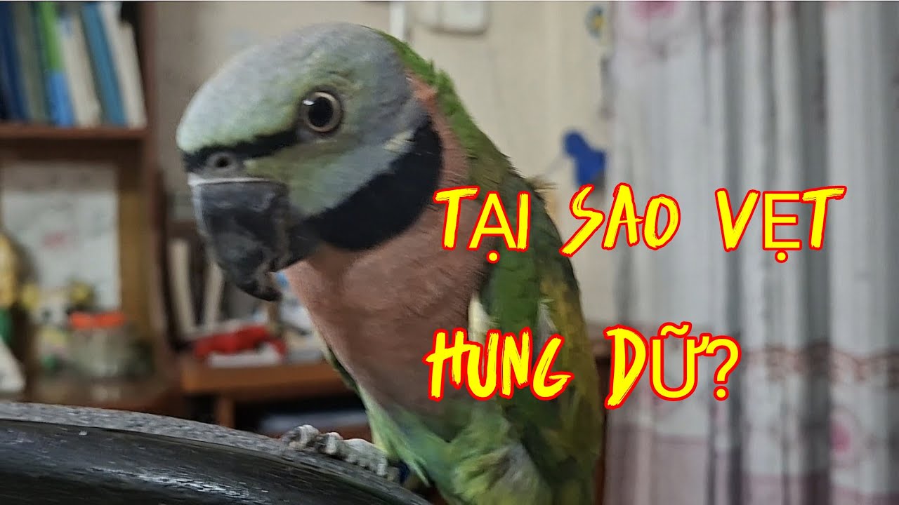 Đặc điểm vẹt ngực hồng nu&ocirc;i non.