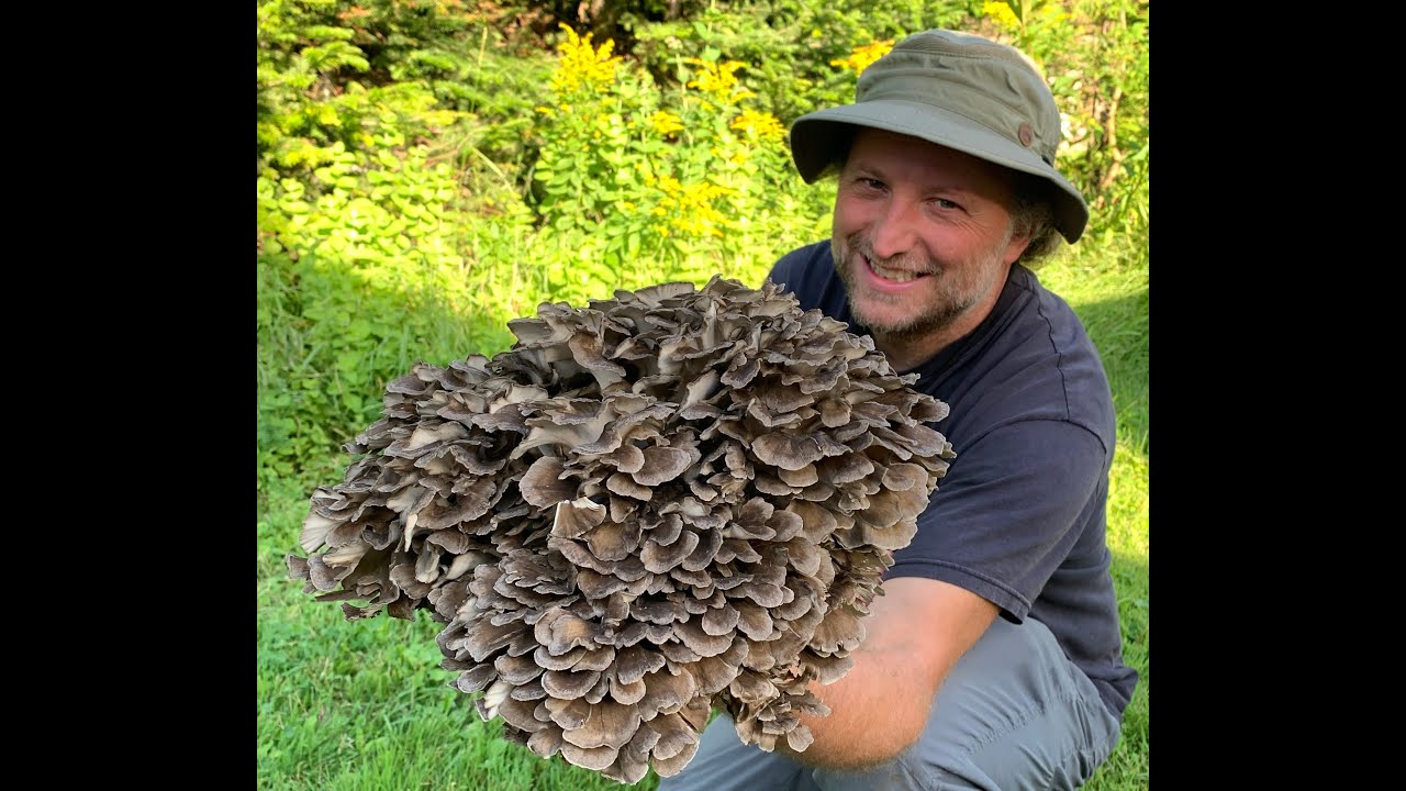 Comment cultiver le polypore en touffe, le maitake