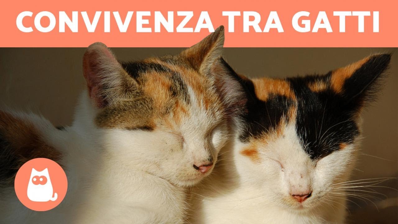 Convivenza tra gatti in casa - Come capire i gatti