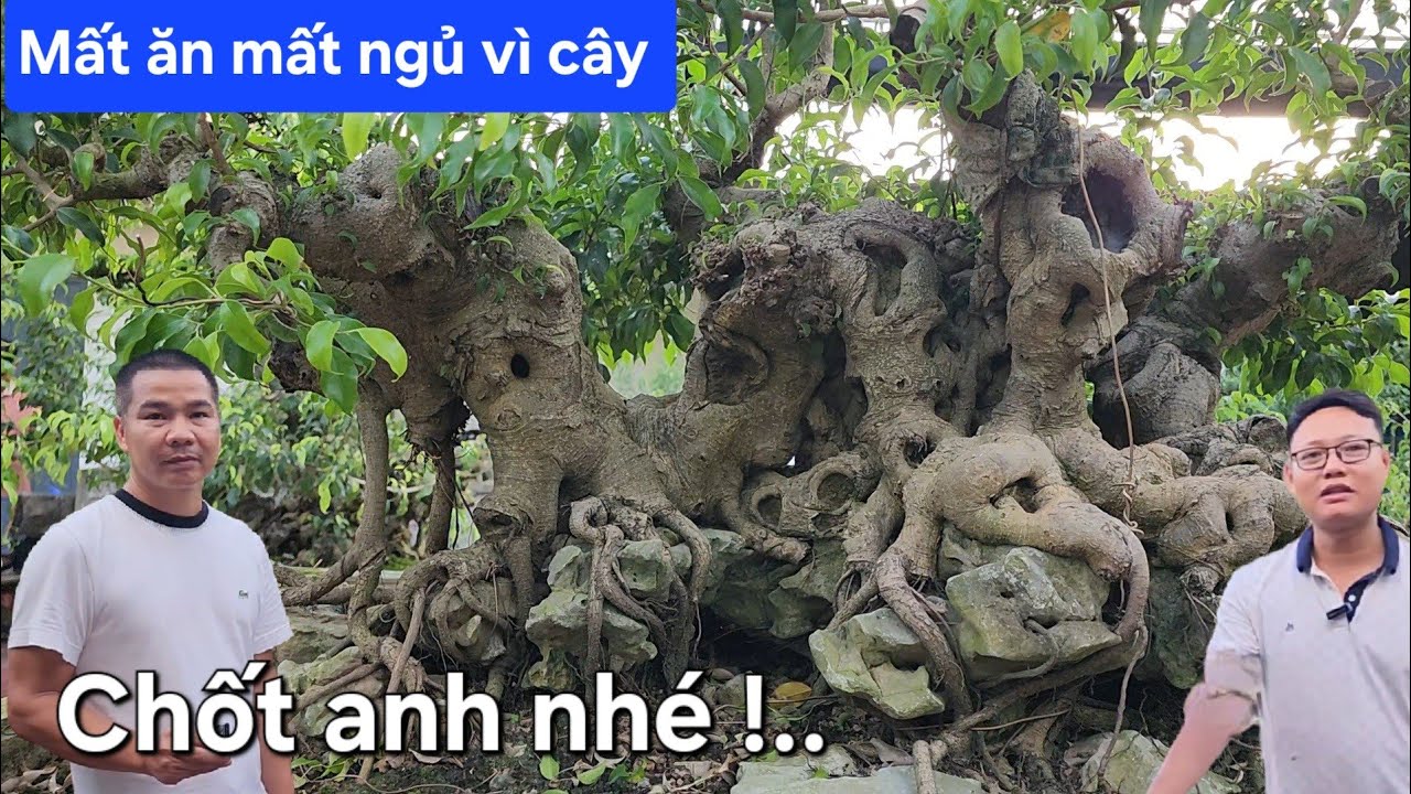 Mạnh Phùng chưa mua được cây này mà mất ăn mất ngủ vì cây 