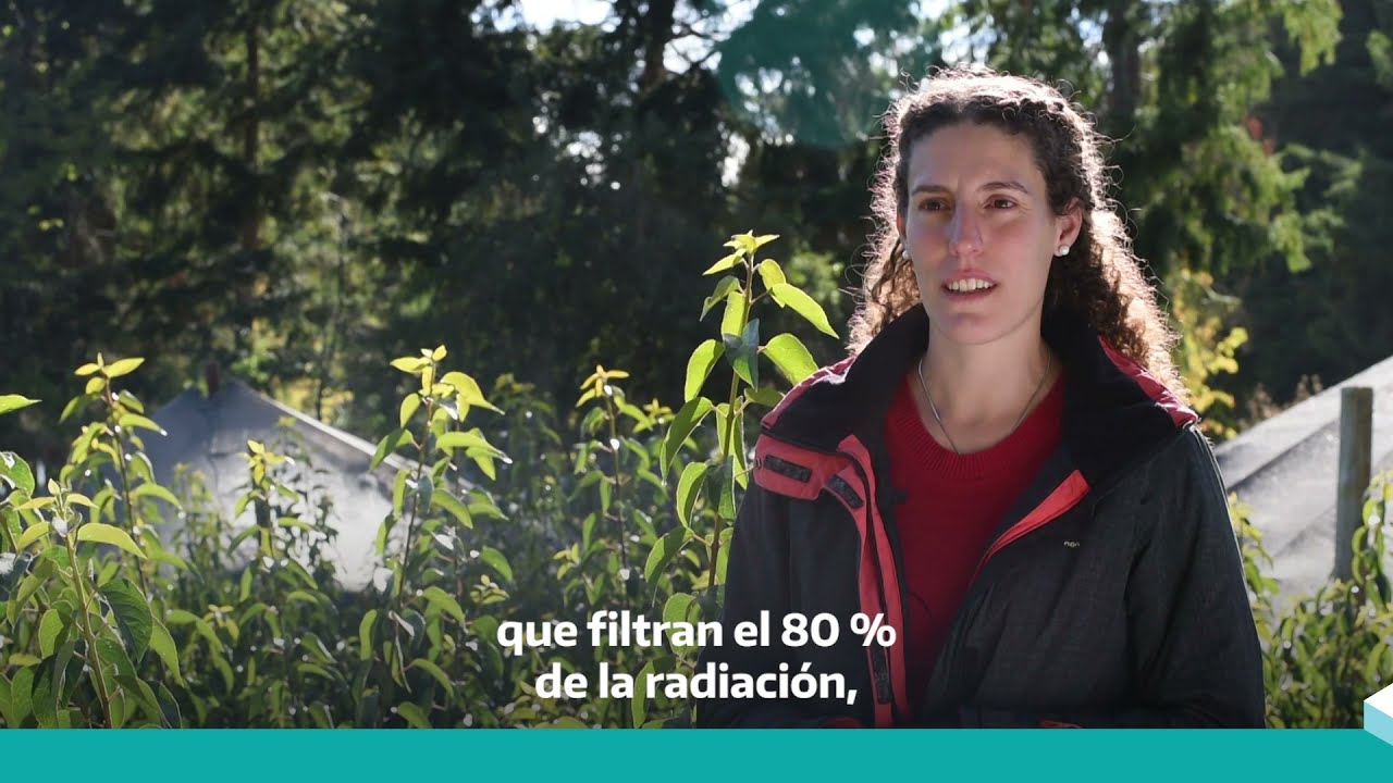 Maqui, un superalimento nativo de la Patagonia