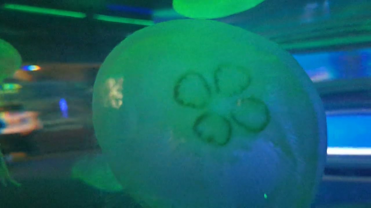 California Academy of Science San Fran Part 4