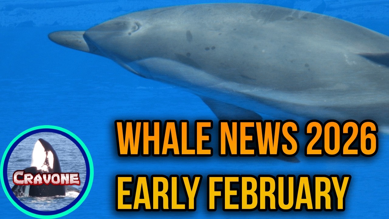 Whale News 2026 - Early February (Cape Cod Fishing, Southern Right Whale Decline, Noise Pollution)