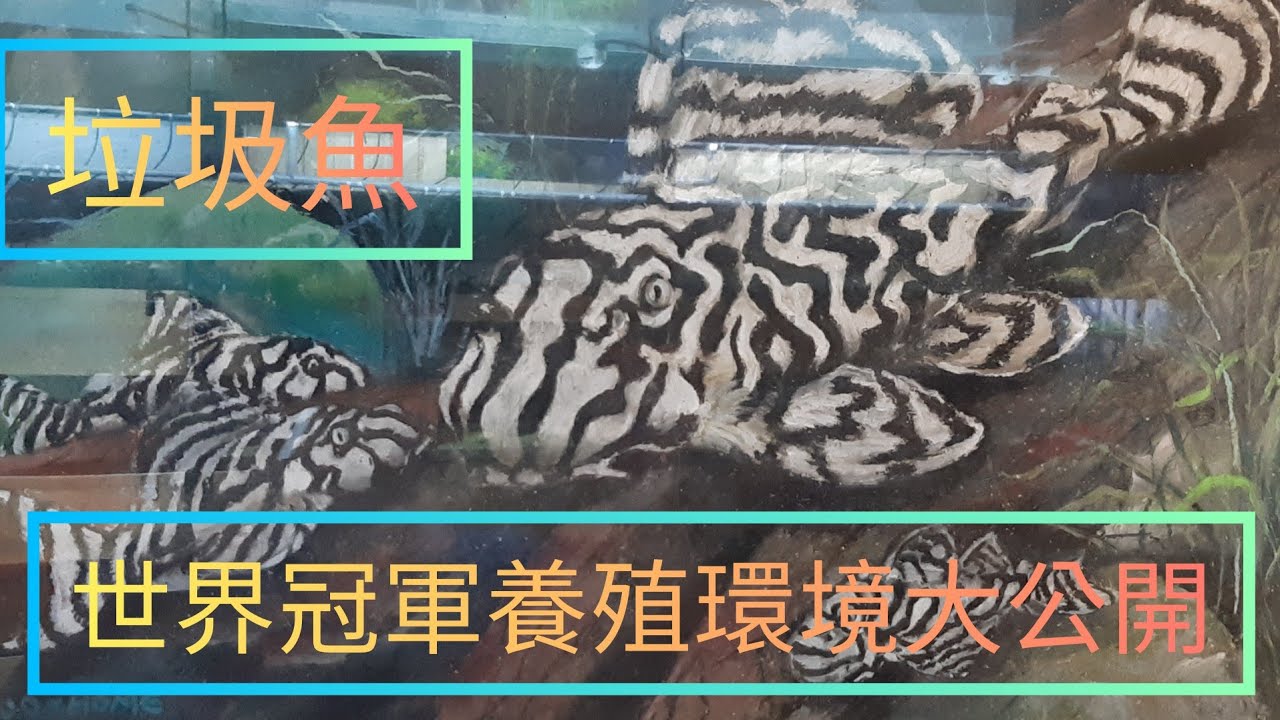世界級冠軍 異形迷宮王 異型達人 不藏私公開養殖場
