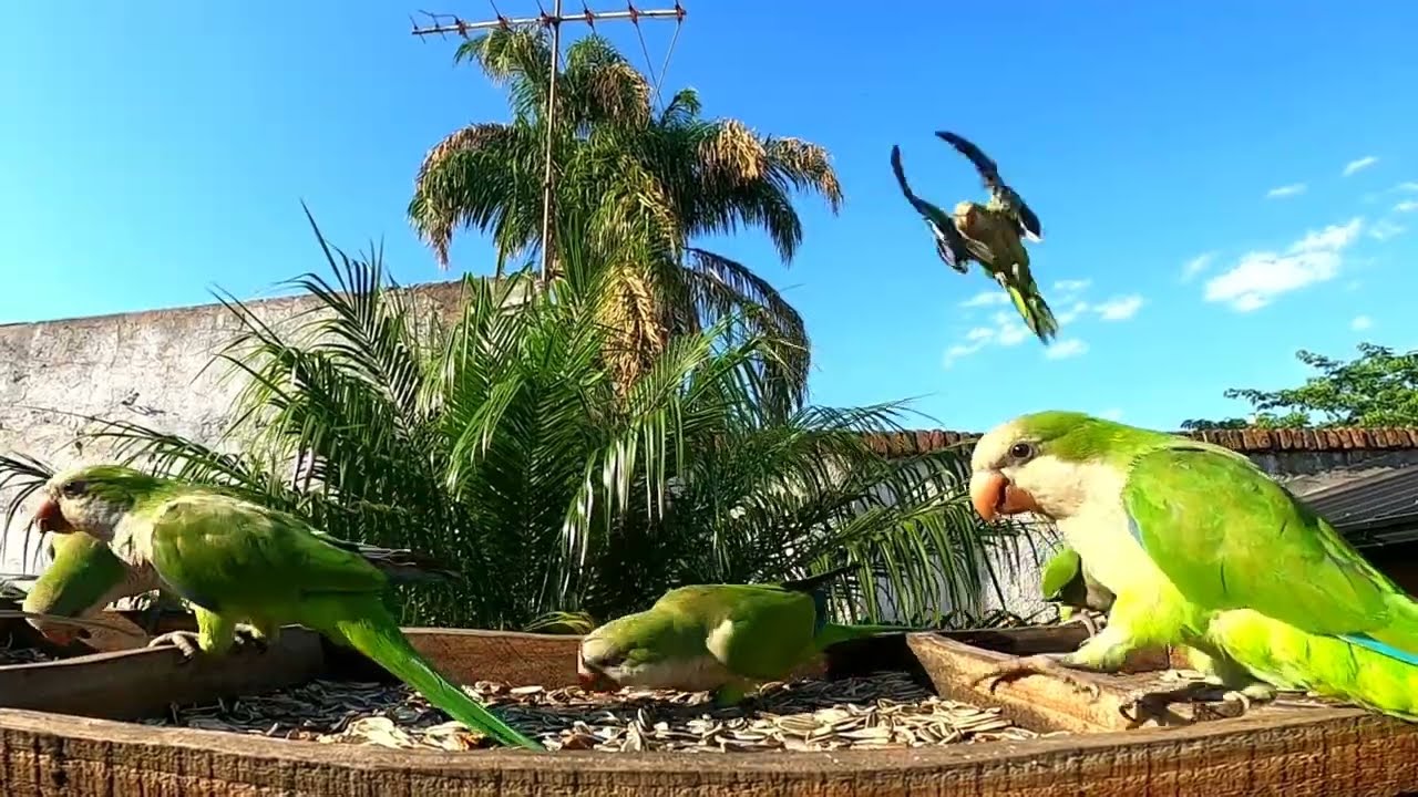 COTORRA ARGENTINA: VERANO CALUROSO