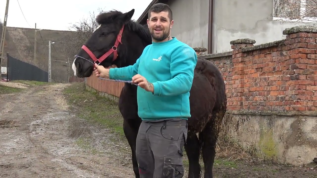 Caii lui Adi de la Almasu Mic, Bihor - 2026 Nou!!!