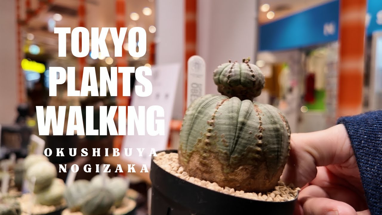 【東京植物散歩】強烈な個性のオベサ、素敵な陶器を巡る、4時間の自由時間Vlog
