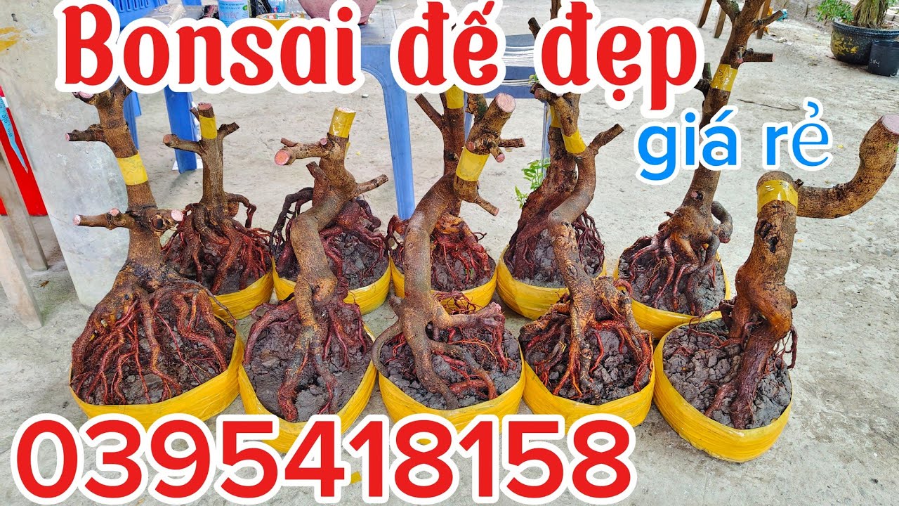 25/2 E Ngân ☎️ 0395418158 phôi mai vàng bonsai mini đế đẹp giá rẻ.@ThịnhPhúc_8158 