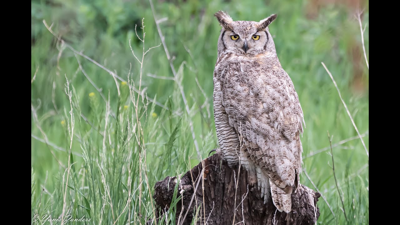 CANON XF405 SHORT TEST DRIVE