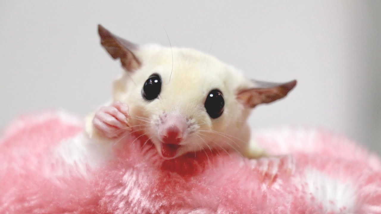 おやつを食べるフクロモモンガ