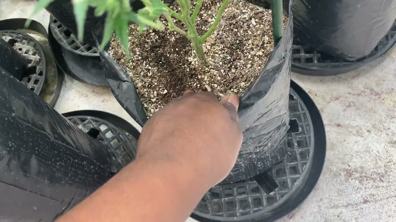 Faceded Canna | Indoor Grow | Week 5-6 flower | Berry Payton | Red Runtz | Apple Candie