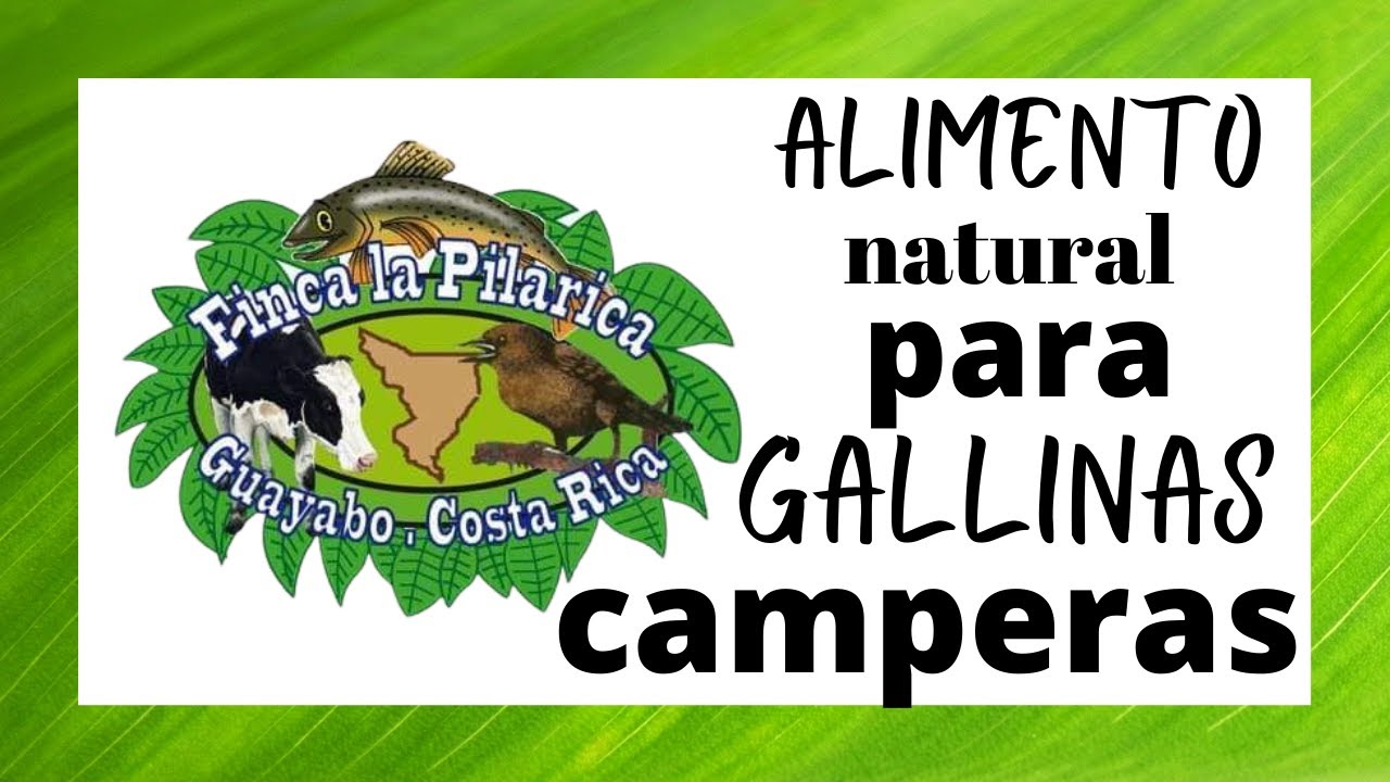 Lenteja de Agua ( Lemna minor ), alimento natural para gallinas camperas.