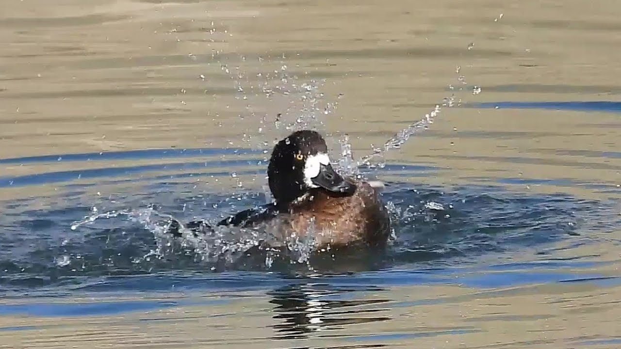 A Tufted Duck's Sudden Burst of Preening, Then Peaceful Swim Away