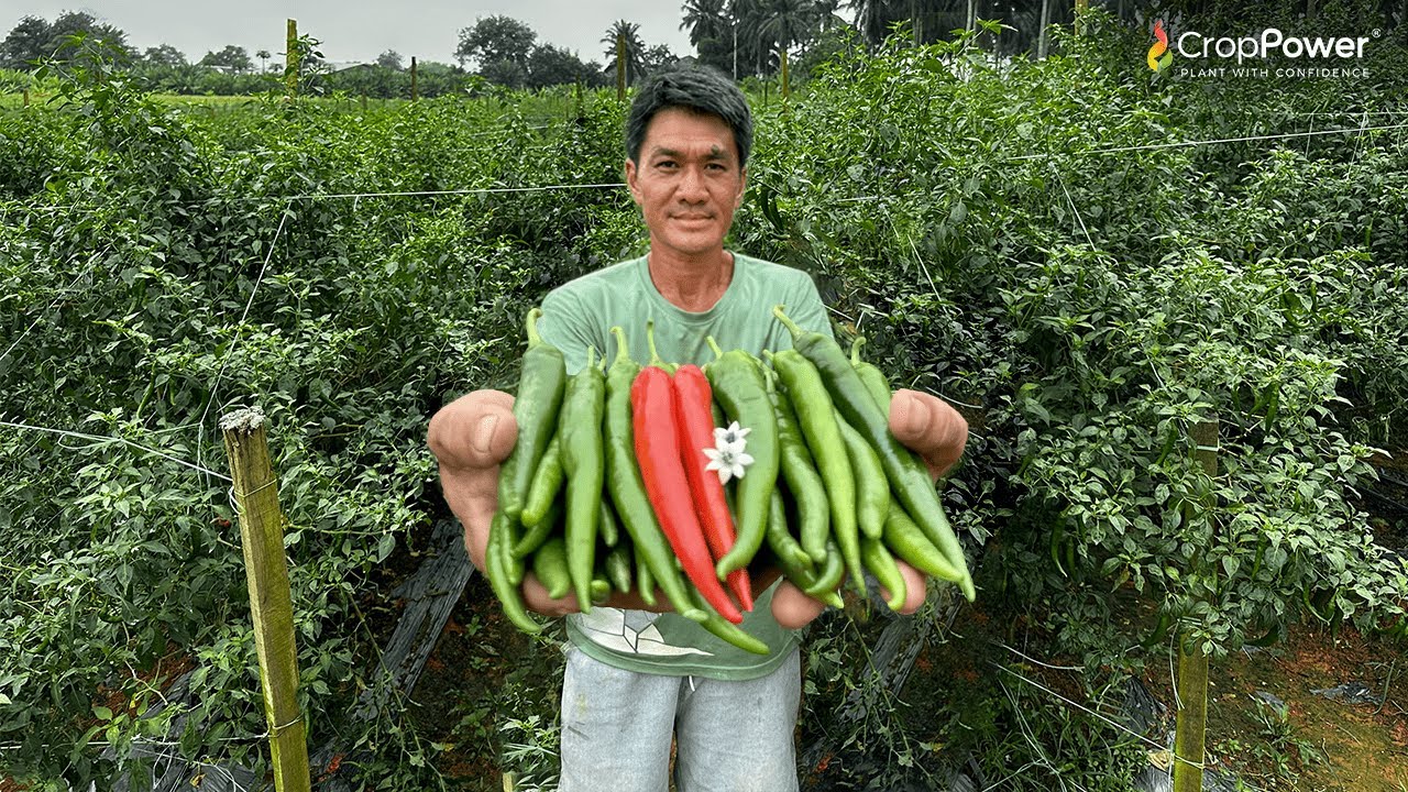 Cili Kulai NO.1 Malaysia | King Kulai CL11