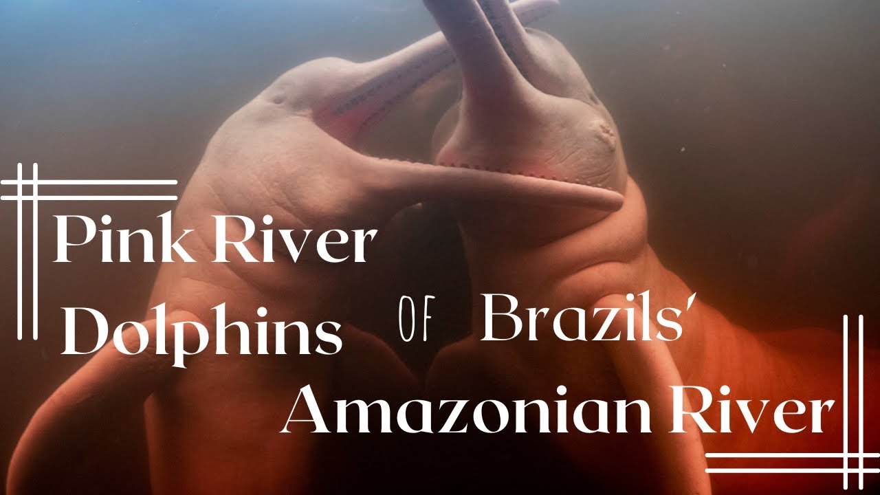Pink River Dolphins - Manaus, Brazil