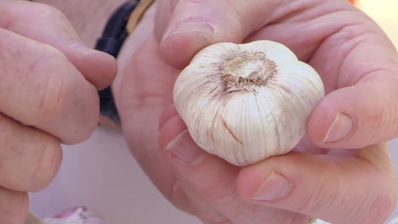 Growing garlic with Graham Ross