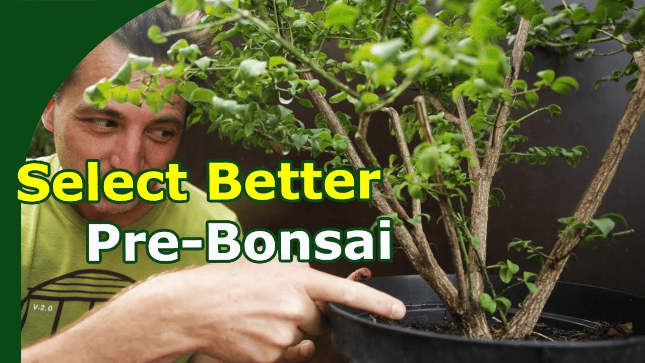 Tips To Select Better Plants For Bonsai