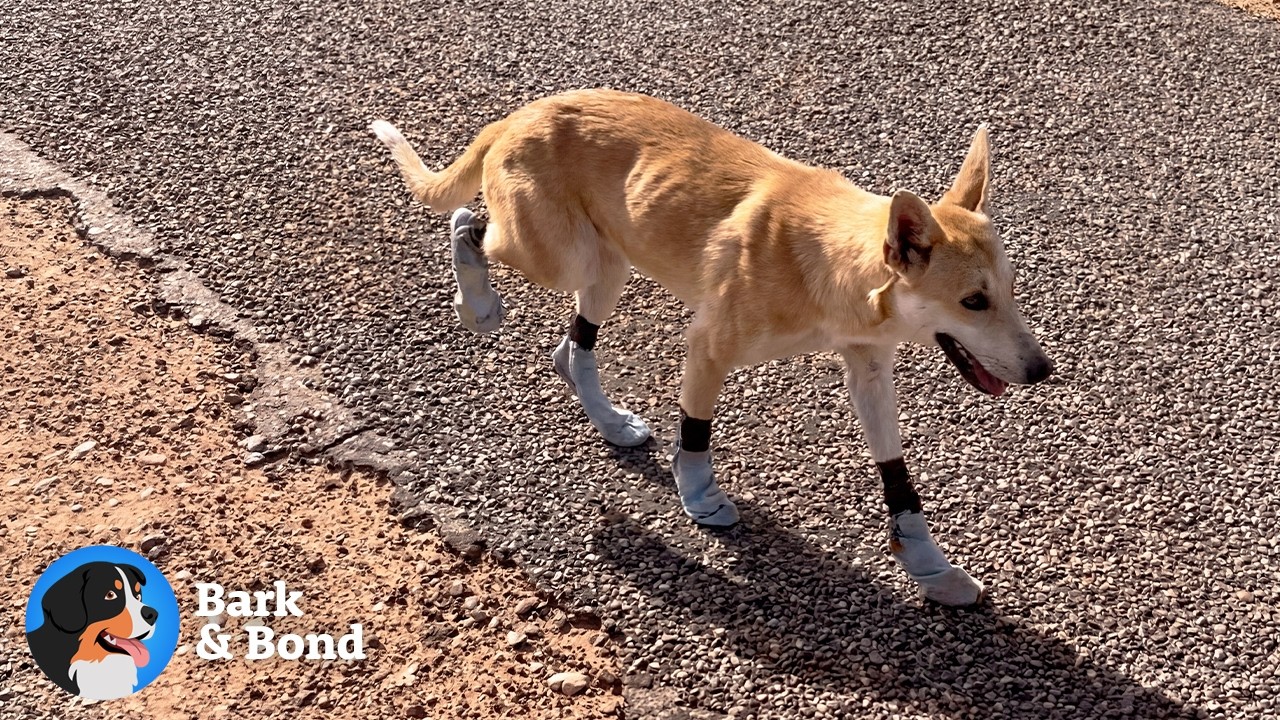 She Had to Wear Human Socks to Survive the Desert | Bark & Bond
