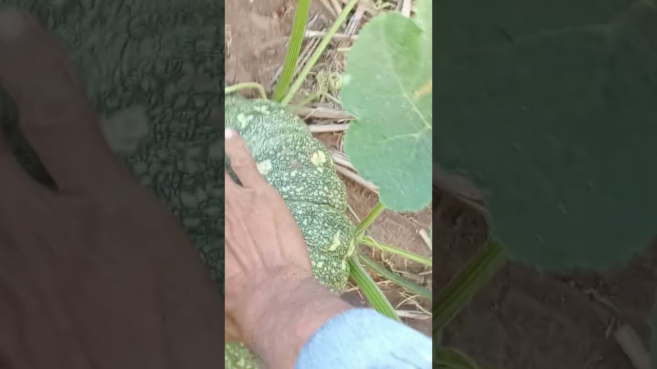 การปลูกฟักทองมือใหม่ไฮพลัส