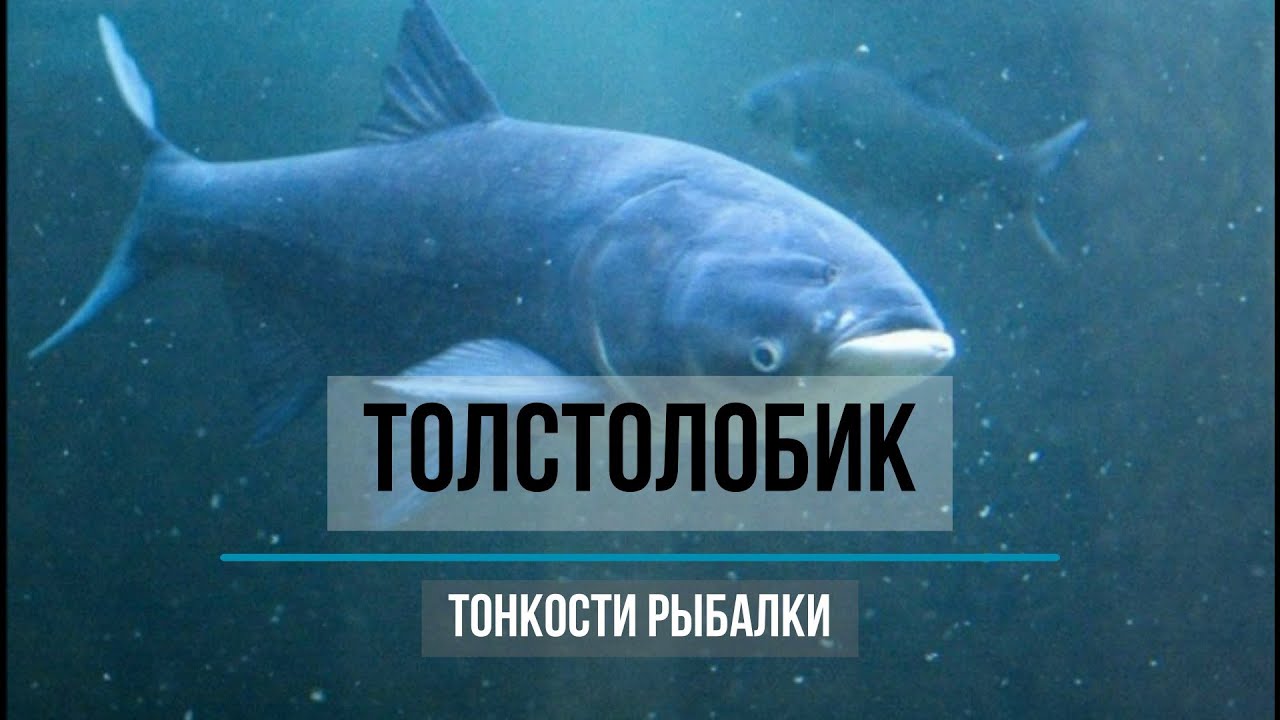 Главное о толстолобике. Какие бывают? Где ловить? Как ловить? На что ловить? Мифы и советы.