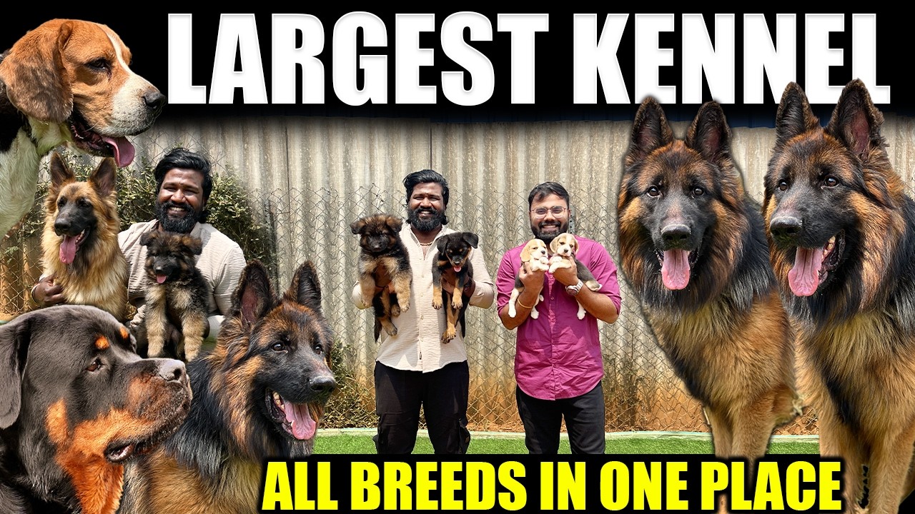 ஒரே இடத்தில் எல்லா Dog Breeds | Largest Kennel | Yazhli Kennel