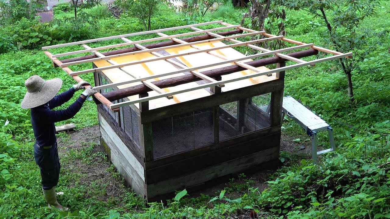 鶏小屋が完成したので鶏を入れました