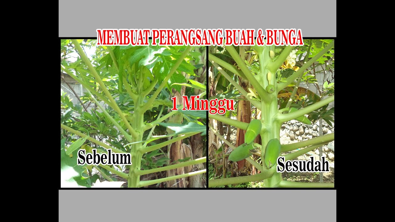Cara Melebatkan Buah Pepaya