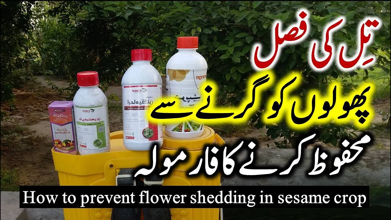 How to prevent flower shedding in sesame crop | Till ki fasal ko phol girne sy bachana | Dr. Jamil