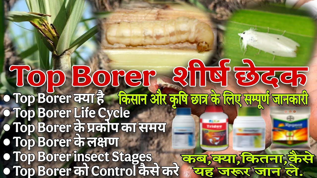 गन्ने का टॉप बोरर नियंत्रण || top borer की पहचान और रोकथाम पूरा समाधान 