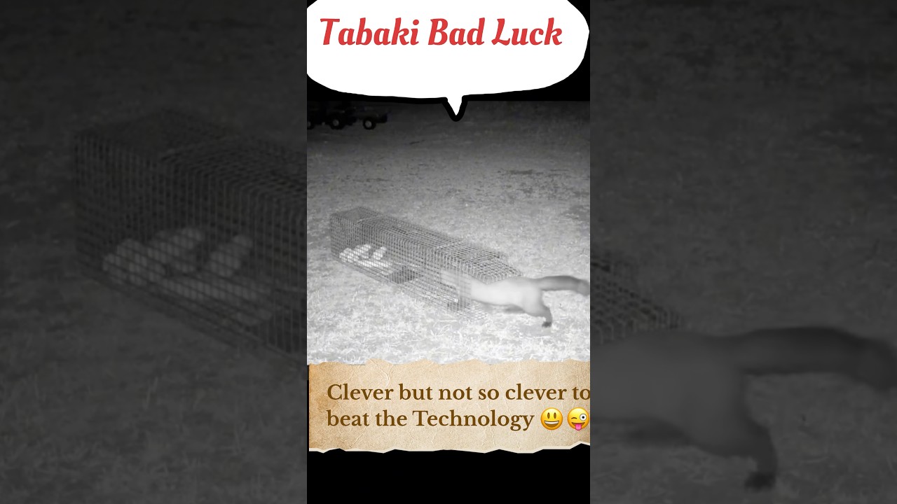 Clever Fox Trapped||#shorts #fox #wildlife #cage #trap #wildanimals