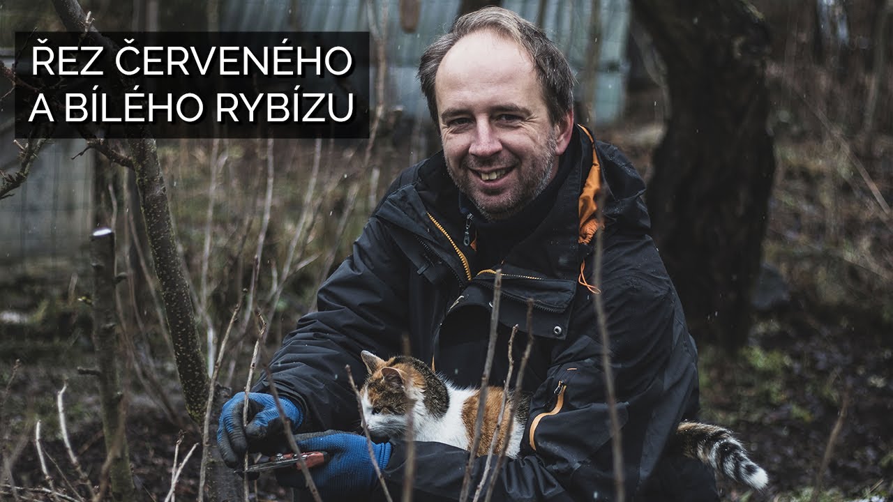 Řez červeného a bílého rybízu