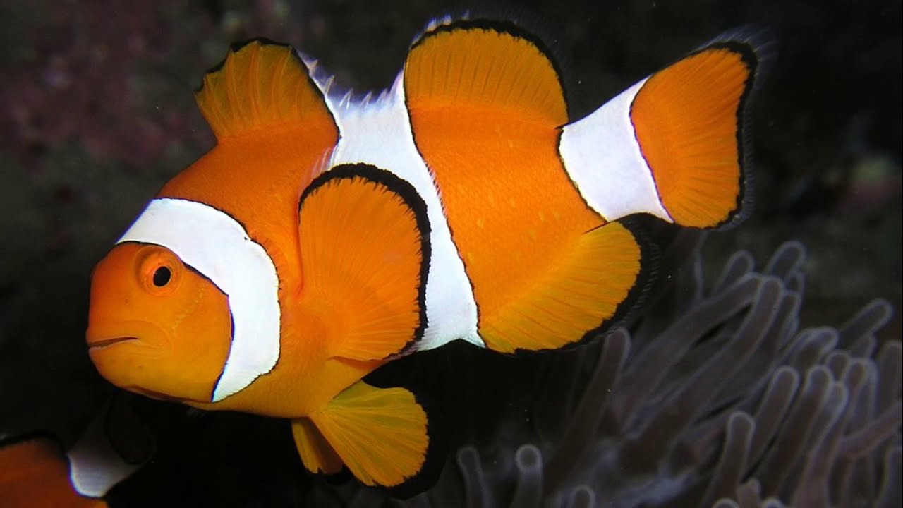Facts: The Ocellaris Clownfish
