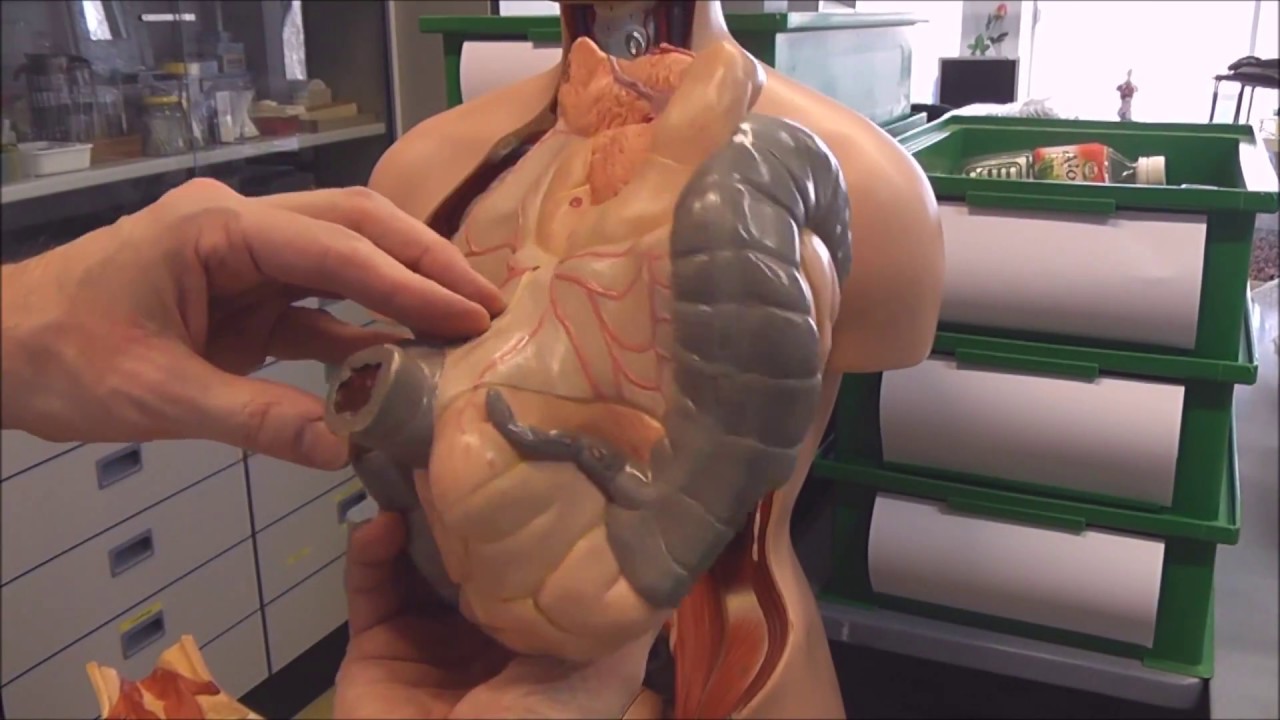 organen van het menselijk lichaam, anatomische les