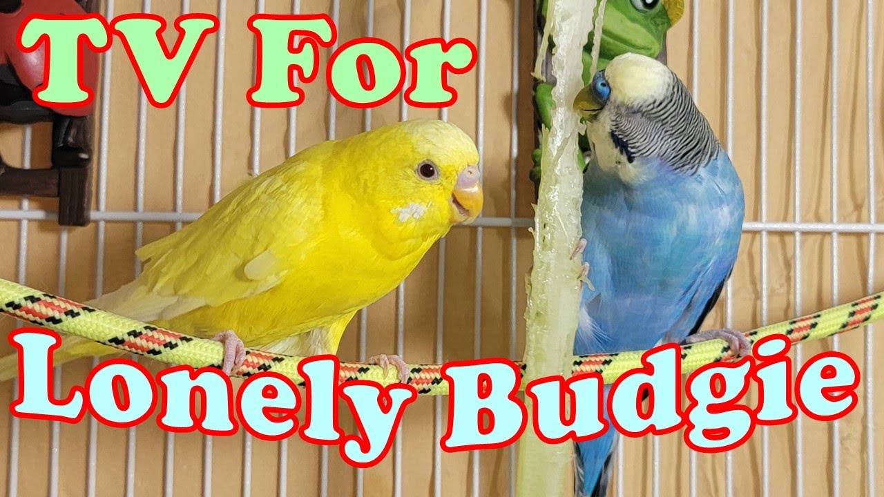 10 Hr Happy Singing & Eating Parakeet Budgies Birds, Reduce Stress of Lonely Quiet Birds