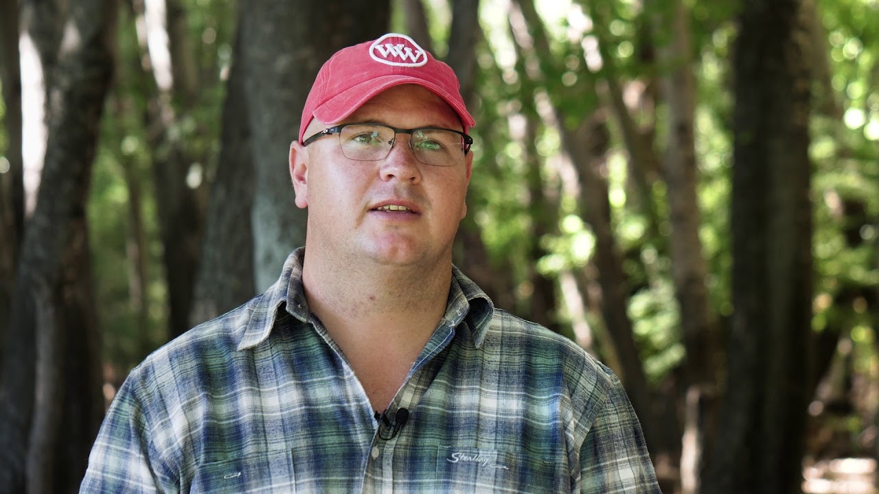 White Wools Lot Video