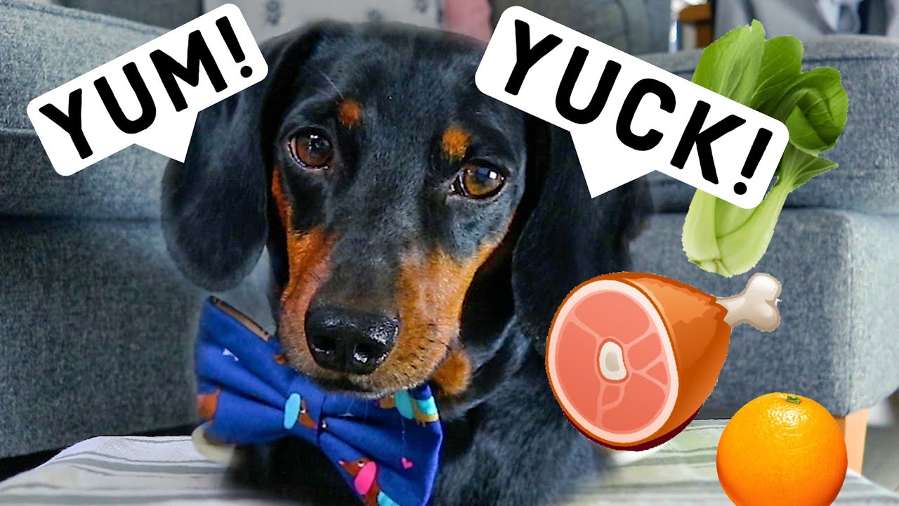 Dog Reviews Different Types of Food | Harlso Taste Test