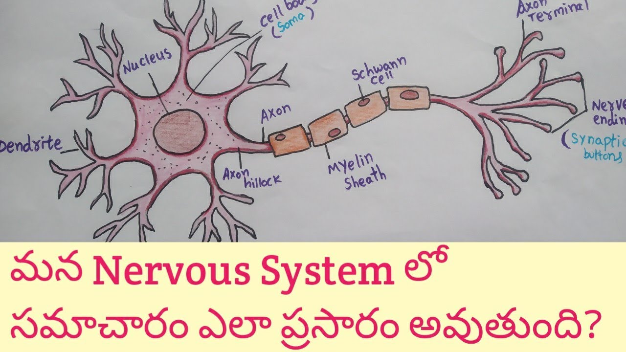 Structure of Nerve cell || Neuron Structure and Function || How does Nerve Cell work