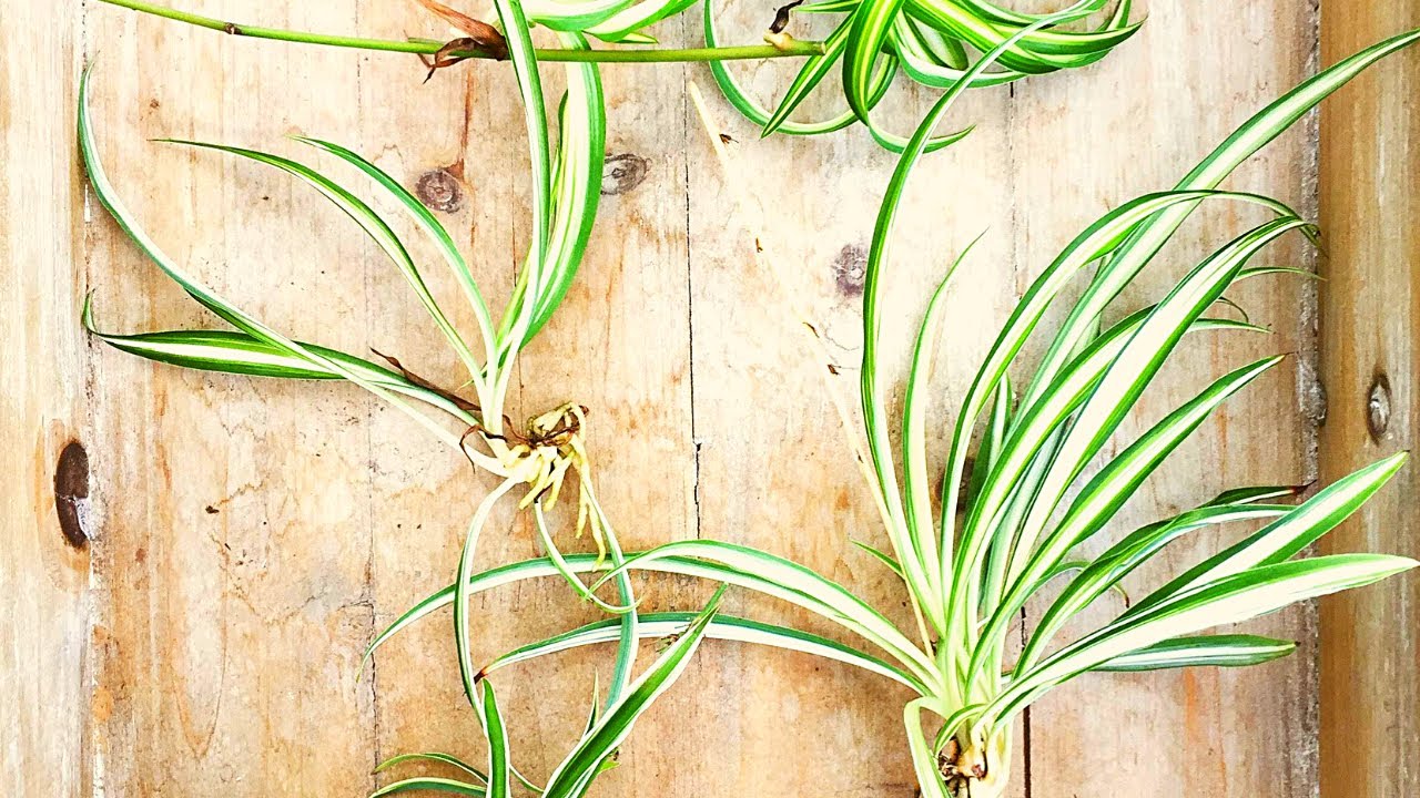 How to Grow Spider Plant from Runners