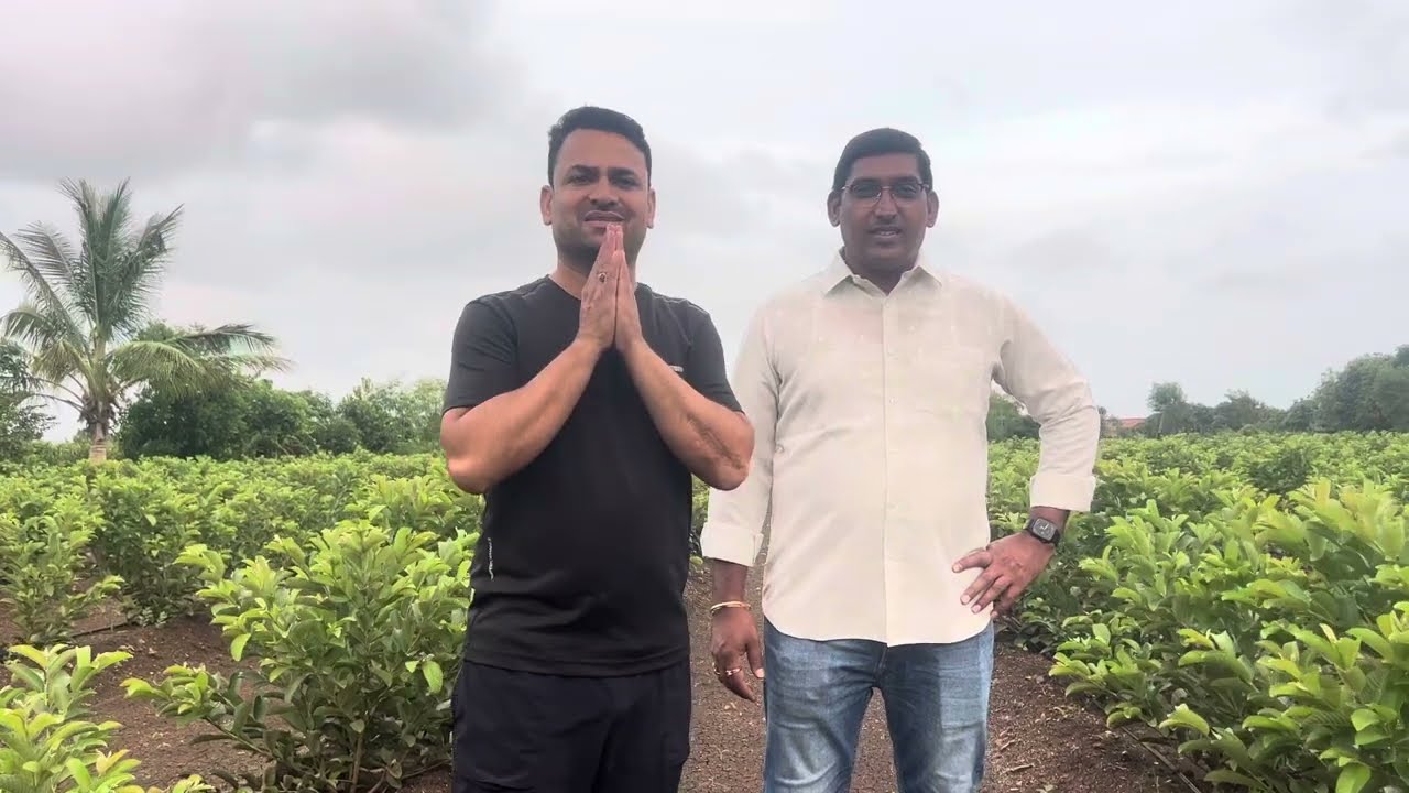 तैवान पेरू च्या ६ महिन्यांच्या बागेतील काड्यांची संख्या,बाजार भाव परिस्थिती आणि छाटणी नियोजन चर्चा
