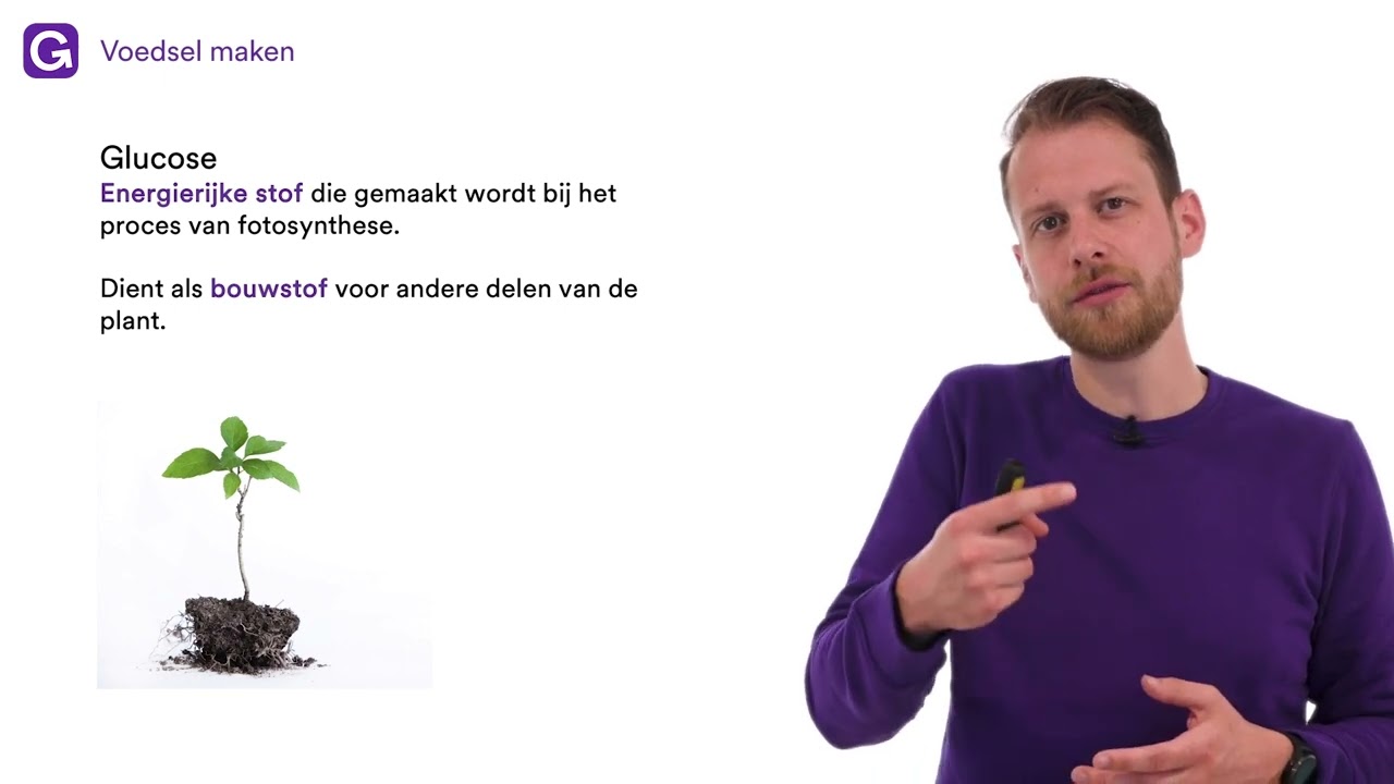 Fotosynthese: betekenis, formule en reactievergelijking uitleg