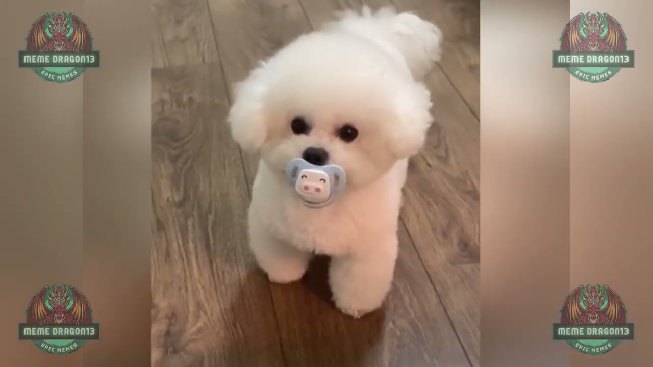 Funny Animals Compilation That Never Gets Old 😂